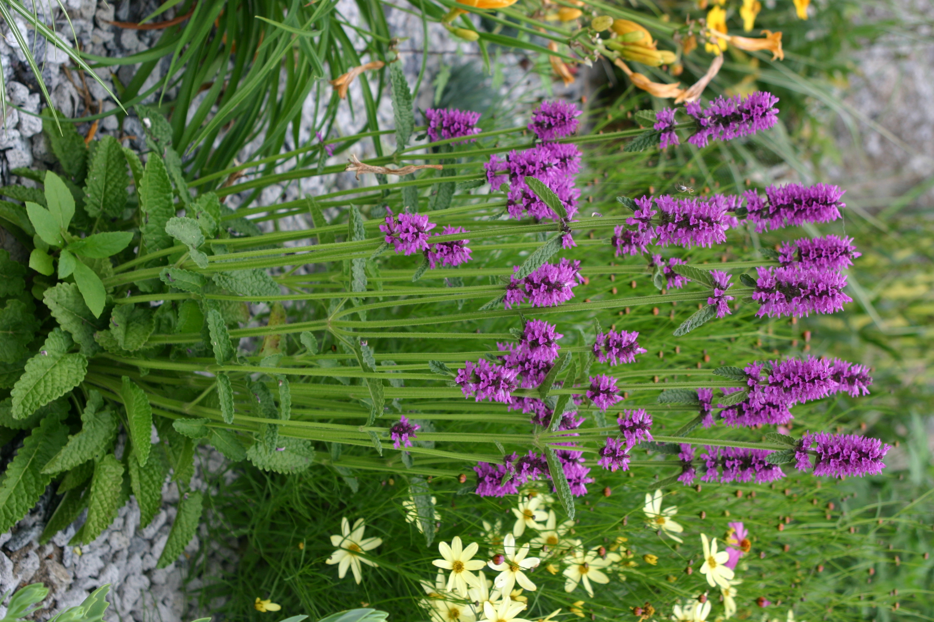Stachys monieri 'Hummelo